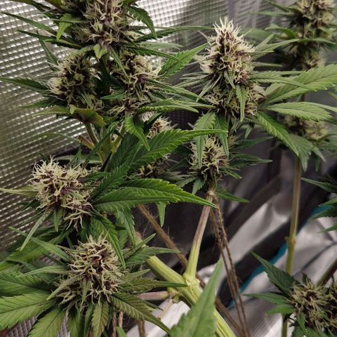 Banane Purple Punch Auto growlog timeline photo