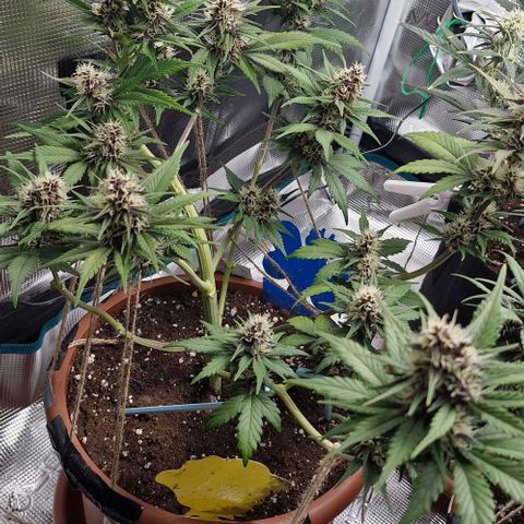 Banane Purple Punch Auto growlog timeline photo