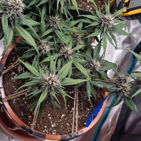 Lemon Cherry Cookies Auto growlog timeline photo