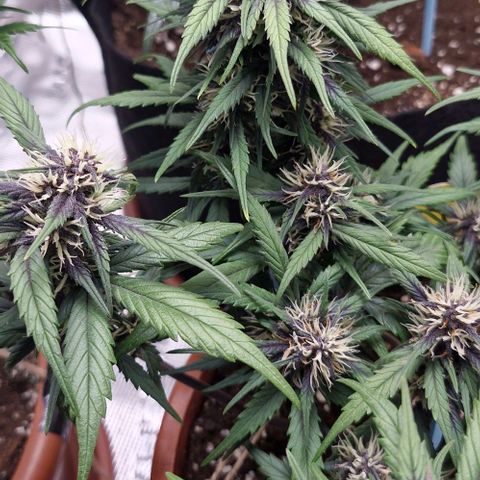 Lemon Cherry Cookies Auto growlog timeline photo