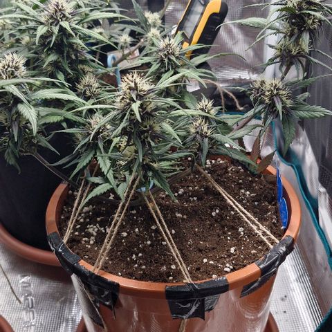 Lemon Cherry Cookies Auto growlog timeline photo