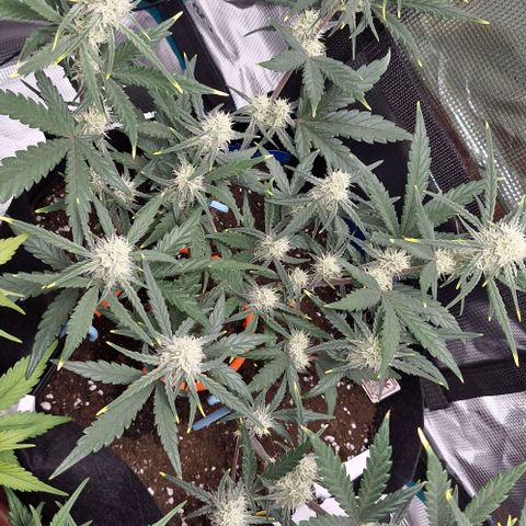 Gorilla Cookies Auto growlog timeline photo