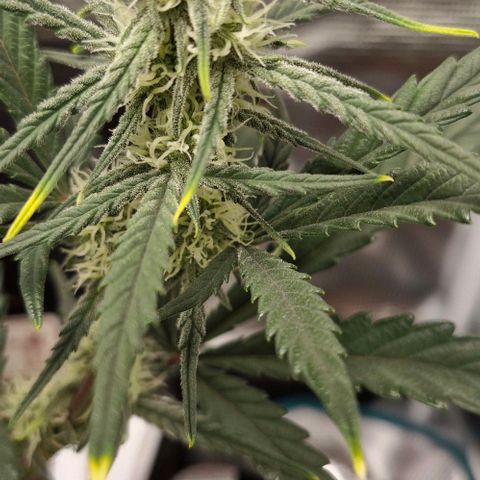 Gorilla Cookies Auto growlog timeline photo