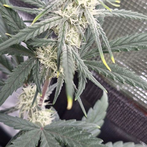 Gorilla Cookies Auto growlog timeline photo