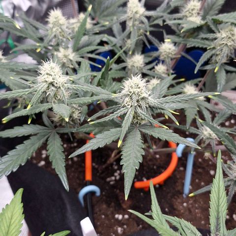 Gorilla Cookies Auto growlog timeline photo