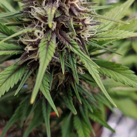 Banane Purple Punch Auto growlog timeline photo