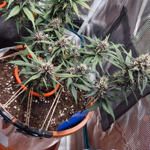 Lemon Cherry Cookies Auto growlog timeline photo