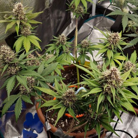 Banane Purple Punch Auto growlog timeline photo
