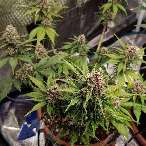Banane Purple Punch Auto growlog timeline photo