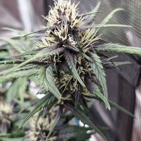 Lemon Cherry Cookies Auto growlog timeline photo