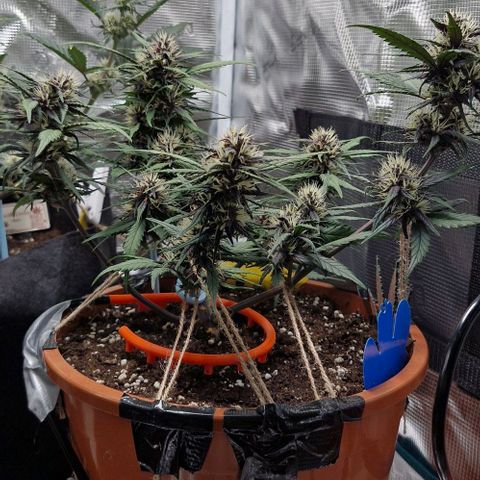 Lemon Cherry Cookies Auto growlog timeline photo