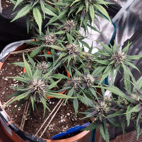 Lemon Cherry Cookies Auto growlog timeline photo