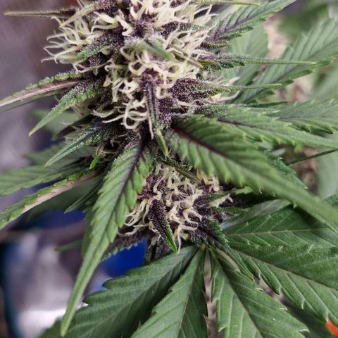 Banane Purple Punch Auto growlog timeline photo