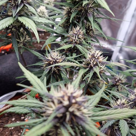 Lemon Cherry Cookies Auto growlog timeline photo