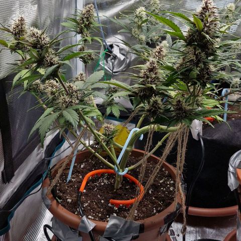 Banane Purple Punch Auto growlog timeline photo