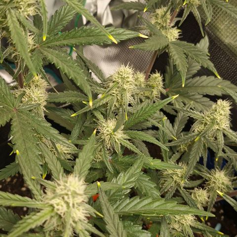 Gorilla Cookies Auto growlog timeline photo