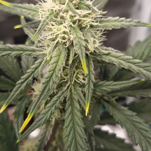 Gorilla Cookies Auto growlog timeline photo