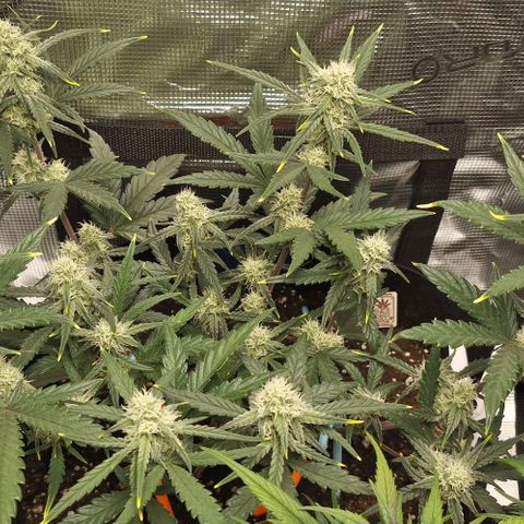 Gorilla Cookies Auto growlog timeline photo