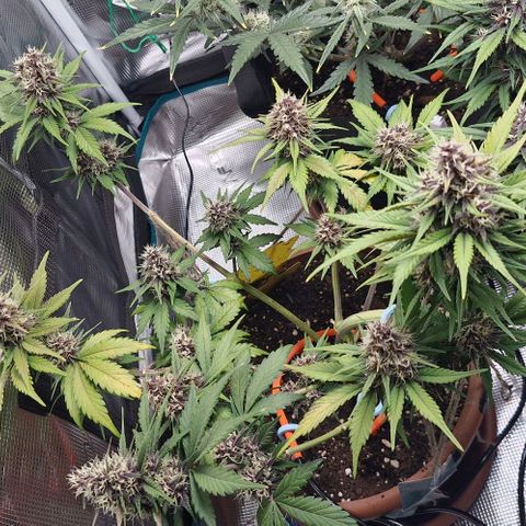 Banane Purple Punch Auto growlog timeline photo