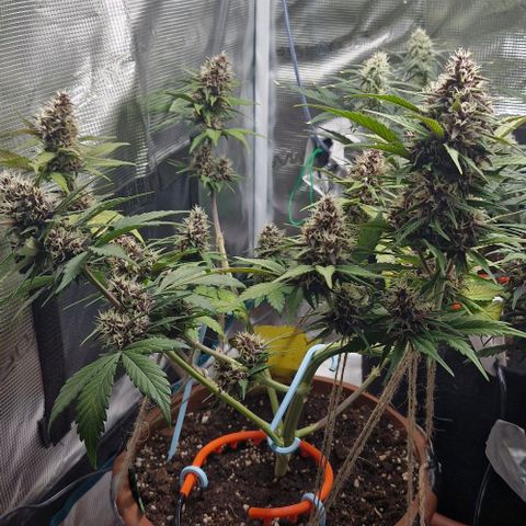 Banane Purple Punch Auto growlog timeline photo