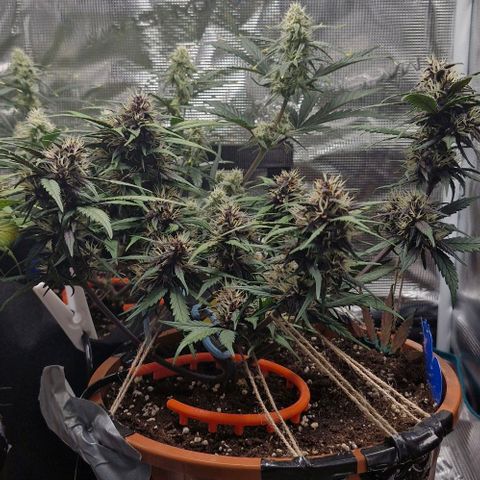 Lemon Cherry Cookies Auto growlog timeline photo