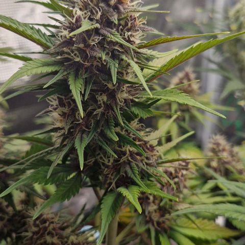 Banane Purple Punch Auto growlog timeline photo