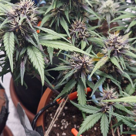 Lemon Cherry Cookies Auto growlog timeline photo