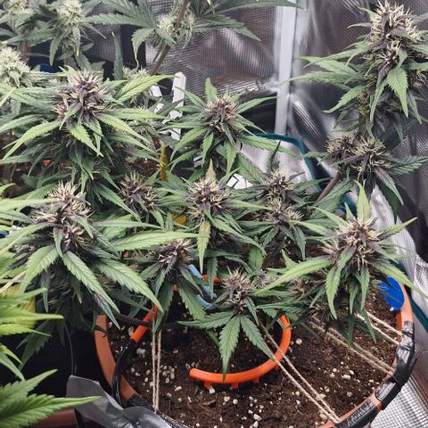 Lemon Cherry Cookies Auto growlog timeline photo