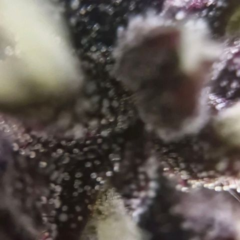 Lemon Cherry Cookies Auto growlog timeline photo