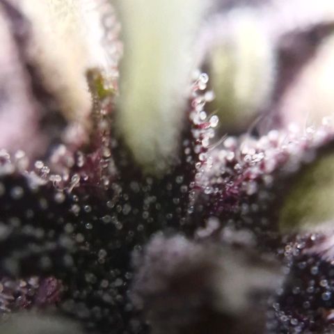 Lemon Cherry Cookies Auto growlog timeline photo