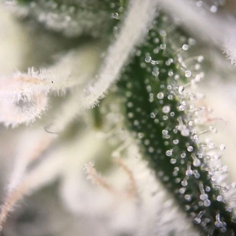 Gorilla Cookies Auto growlog timeline photo
