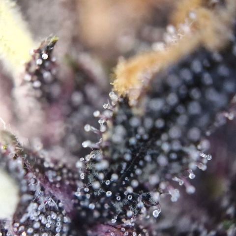 Lemon Cherry Cookies Auto growlog timeline photo