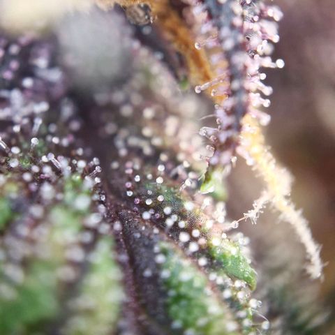 Banane Purple Punch Auto growlog timeline photo