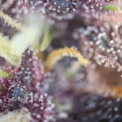 Banane Purple Punch Auto growlog timeline photo