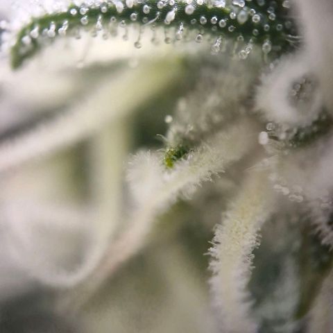 Gorilla Cookies Auto growlog timeline photo