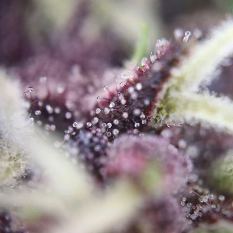 Banane Purple Punch Auto growlog timeline photo