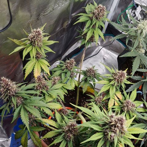 Banane Purple Punch Auto growlog timeline photo