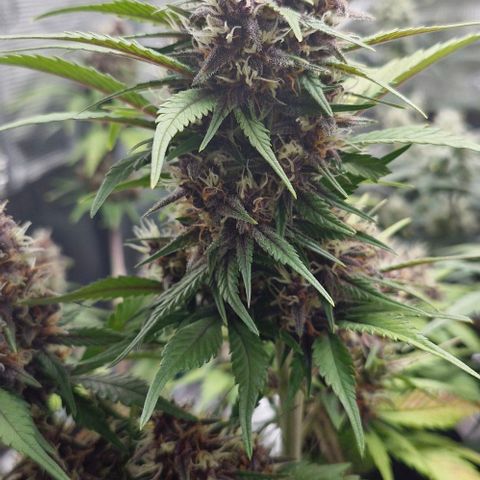Banane Purple Punch Auto growlog timeline photo