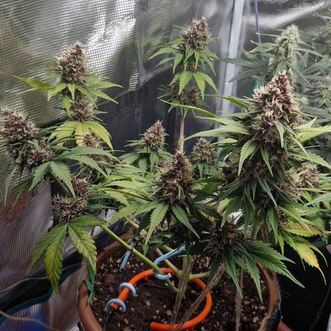 Banane Purple Punch Auto growlog timeline photo