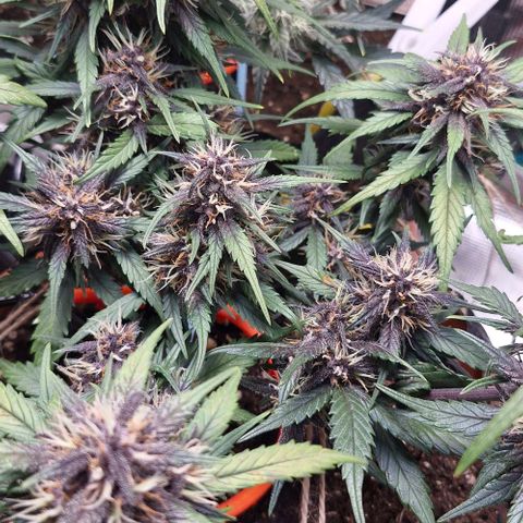 Lemon Cherry Cookies Auto growlog timeline photo