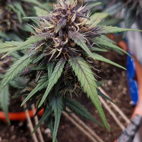 Lemon Cherry Cookies Auto growlog timeline photo