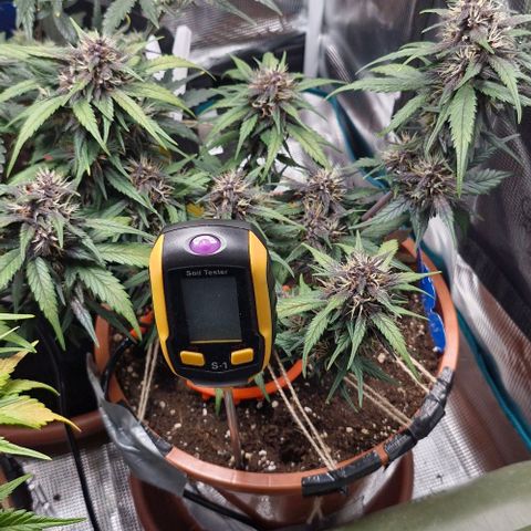Lemon Cherry Cookies Auto growlog timeline photo