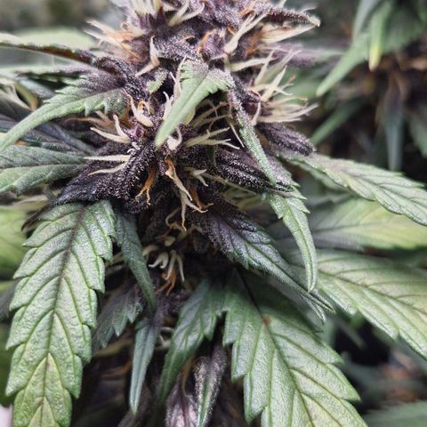 Lemon Cherry Cookies Auto growlog timeline photo