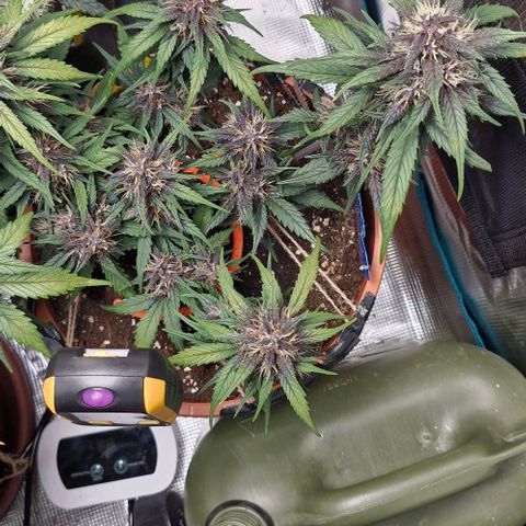 Lemon Cherry Cookies Auto growlog timeline photo