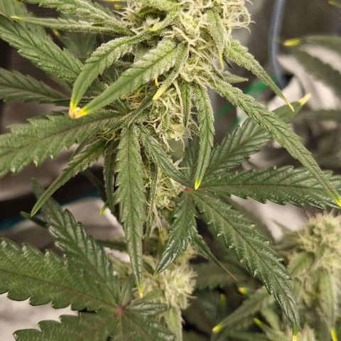 Gorilla Cookies Auto growlog timeline photo
