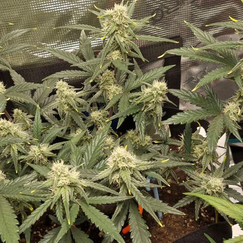 Gorilla Cookies Auto growlog timeline photo
