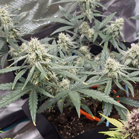 Gorilla Cookies Auto growlog timeline photo