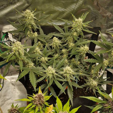 Gorilla Cookies Auto growlog timeline photo