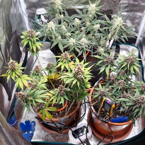 Gorilla Cookies Auto growlog timeline photo