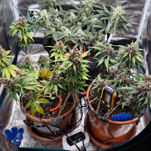 Gorilla Cookies Auto growlog timeline photo